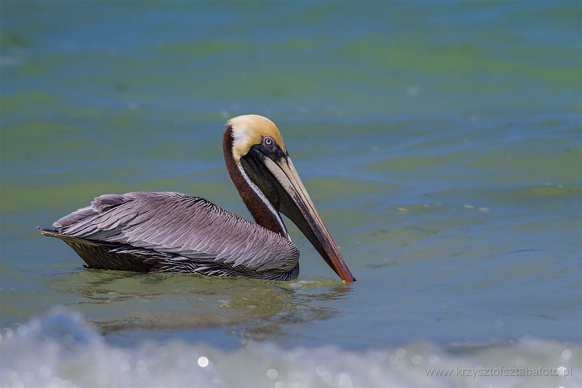 Pelikan-brunatny-(Pelecanus-occidentalis)-3.jpg