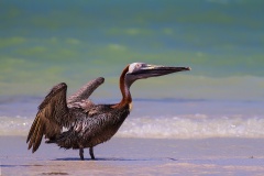 Pelikan-brunatny-(Pelecanus-occidentalis)-10