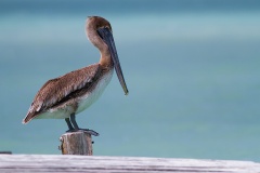Pelikan-brunatny-(Pelecanus-occidentalis)-8